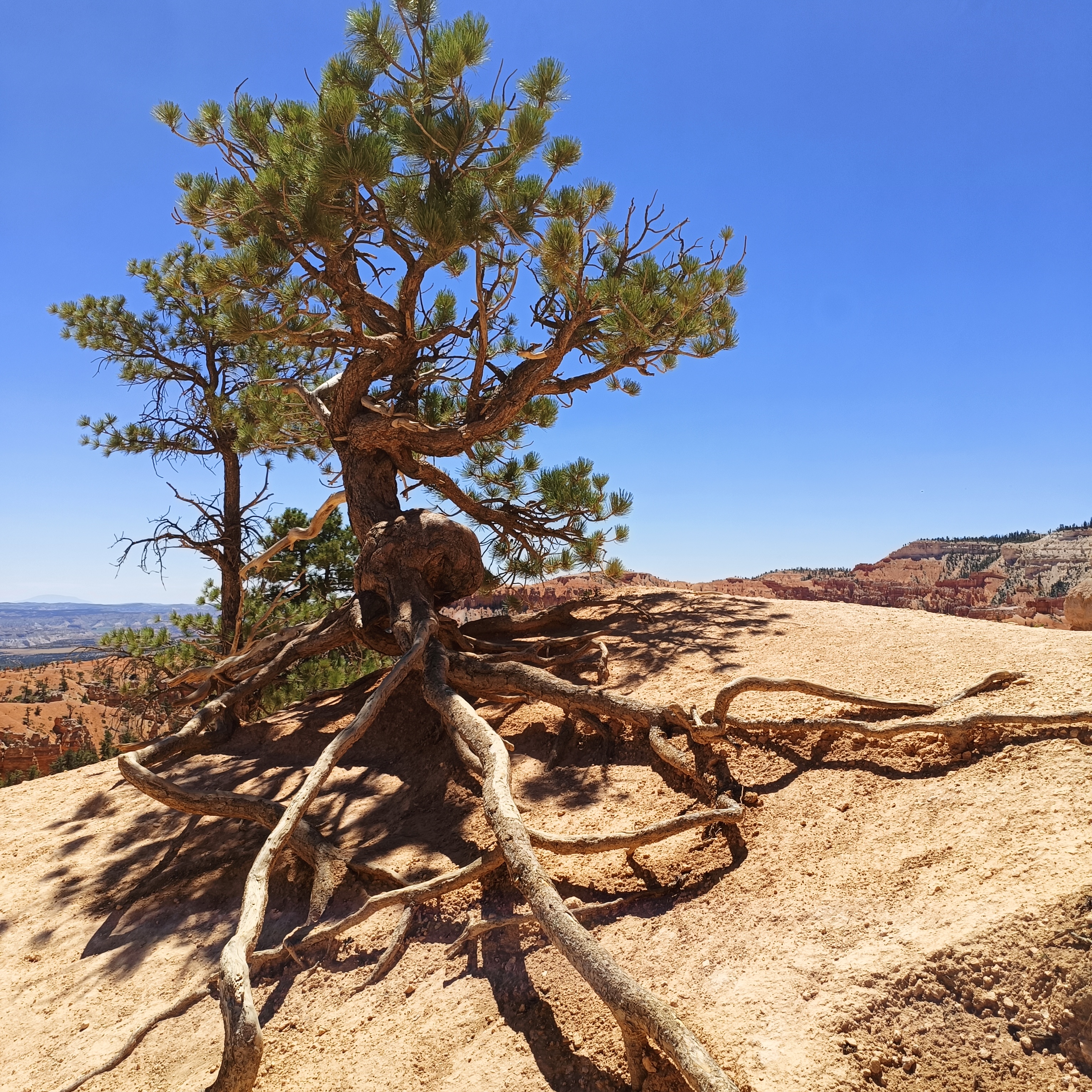 Brice Canyon